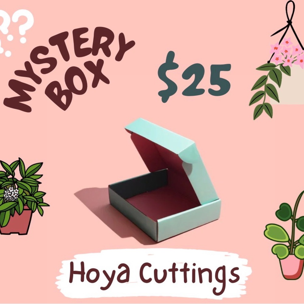 Hoya Cuttings Mystery Box
